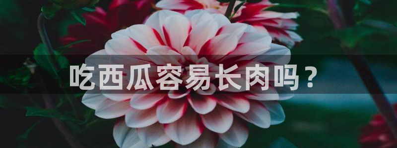 51吃瓜网今日榜单：吃西瓜容易长肉吗？