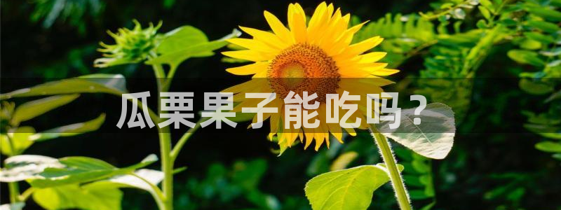 51吃瓜 张津瑜:瓜栗果子能吃吗?