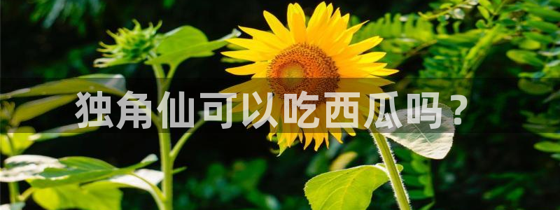 黑料免费：独角仙可以吃西瓜吗？